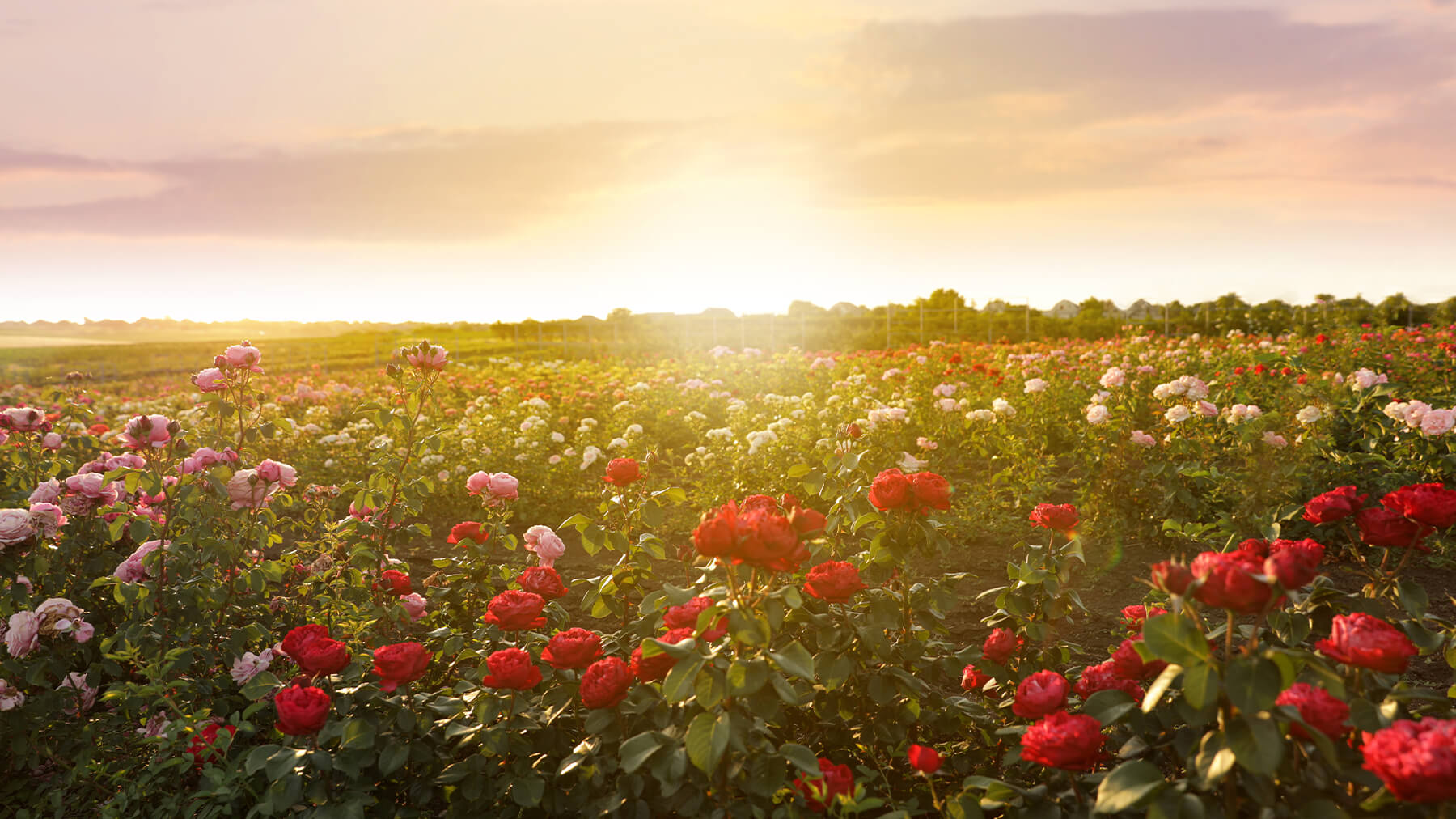CRANBOURN® Scents – Botanisches Highlight: Rose