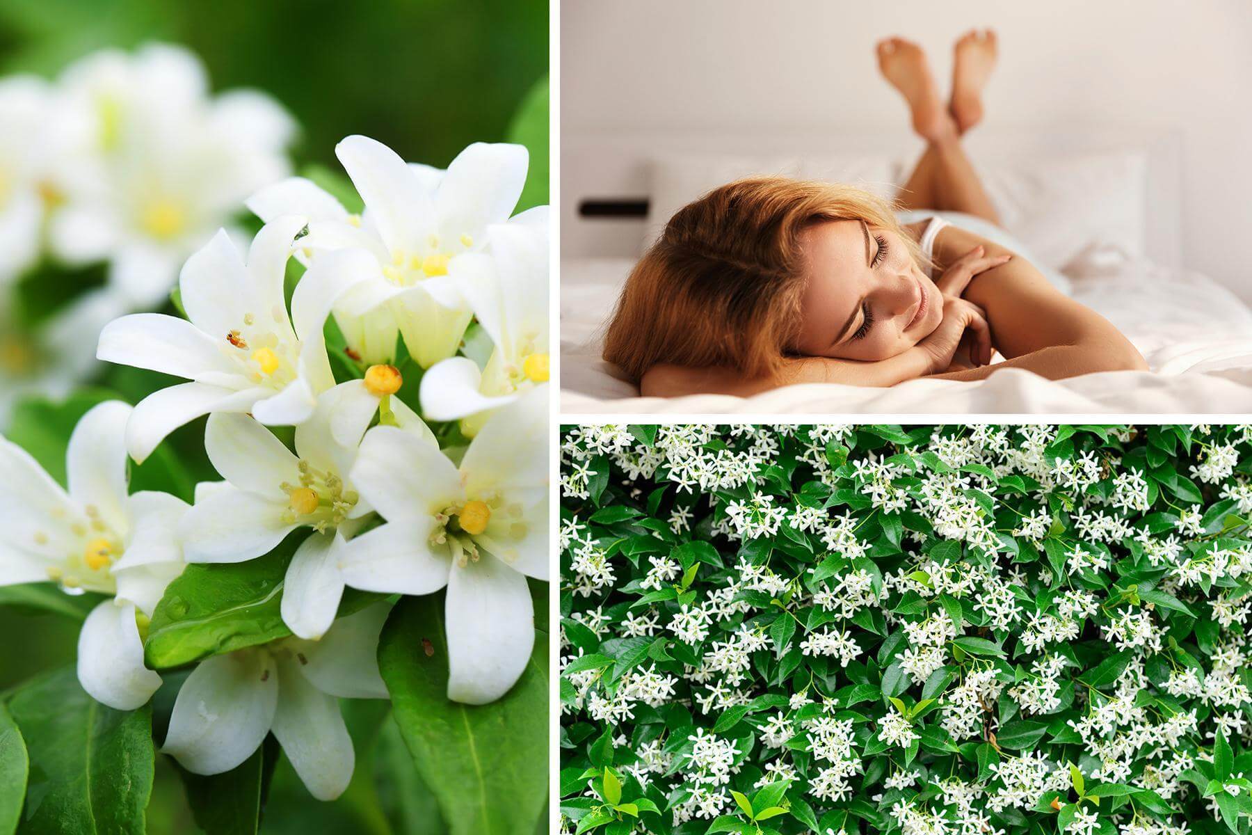 CRANBOURN® Scents Botanicals to Ease Anxiety