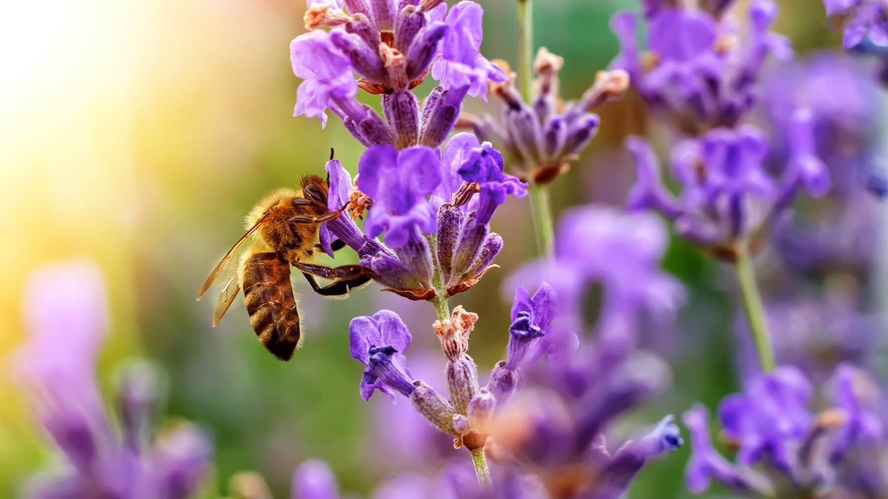 Bougie en cire d'abeille - sans huile essentielle
