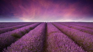 cranbourn-held-lavendar