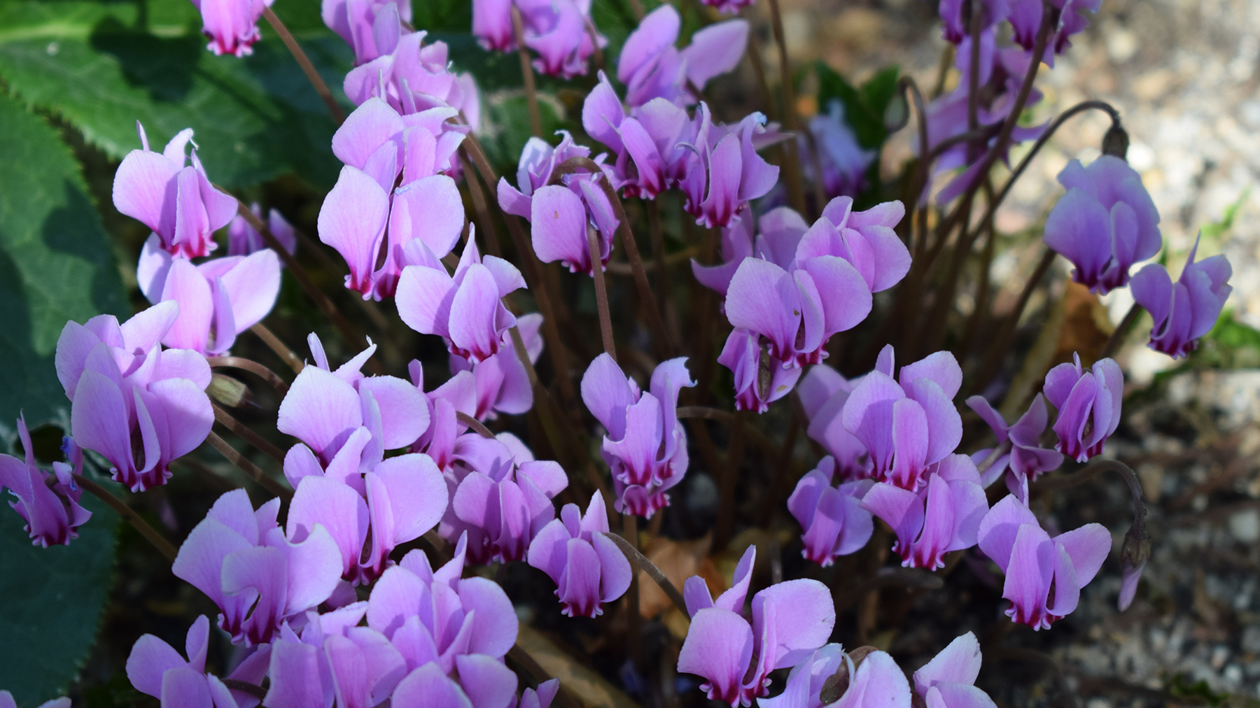 Cyclamen discount
