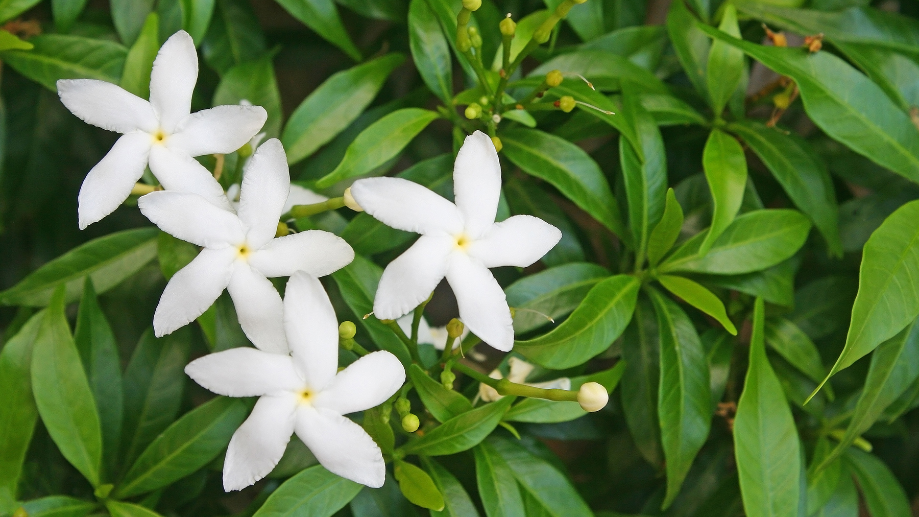 Explore Jasmine and Discover CRANBOURN® Fragrances