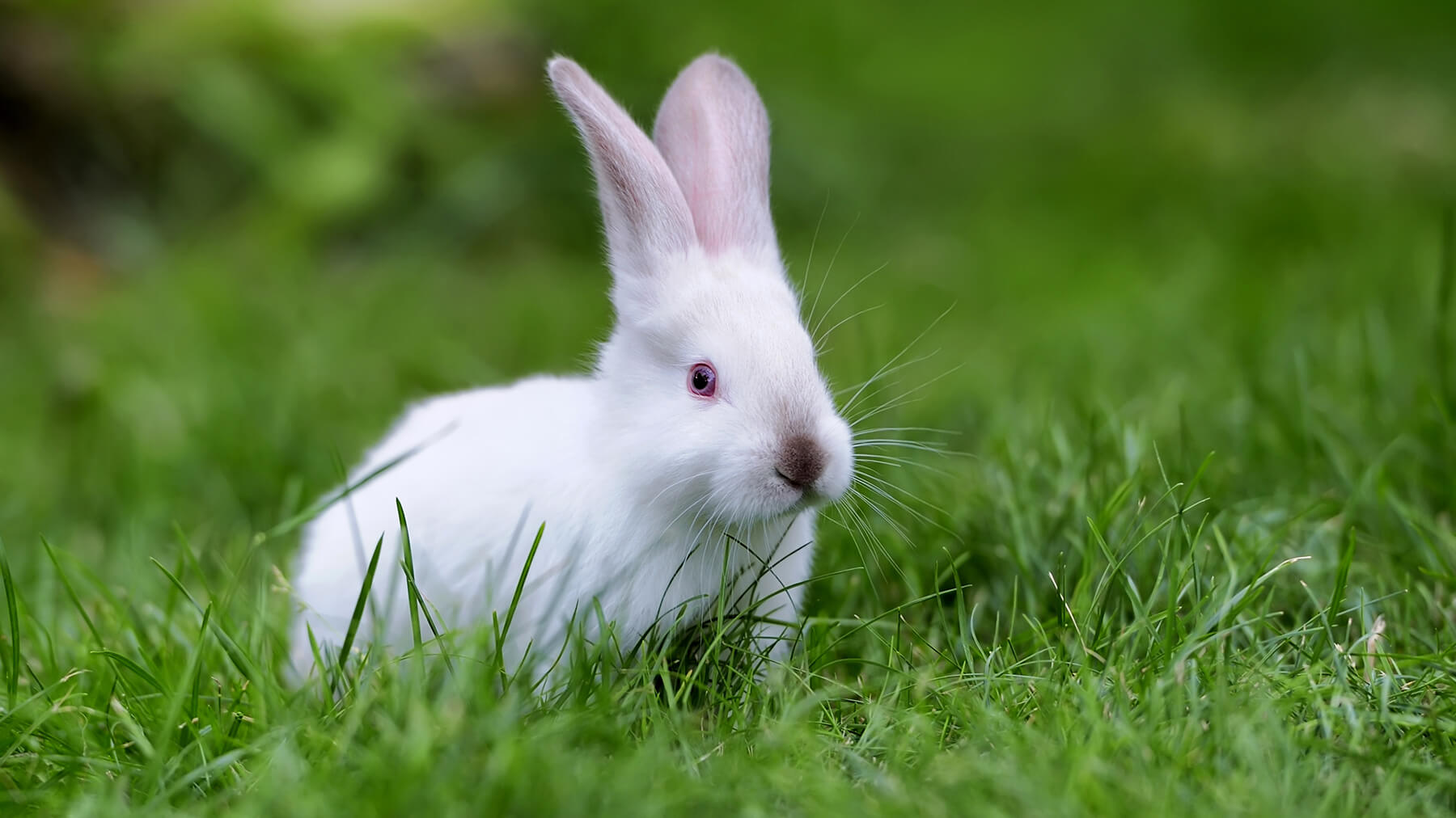 CRANBOURN® | Art of Atmospheres™ - Animal Testing Policy CRANBOURN® | Art of Atmospheres™ - Animal Testing Policy