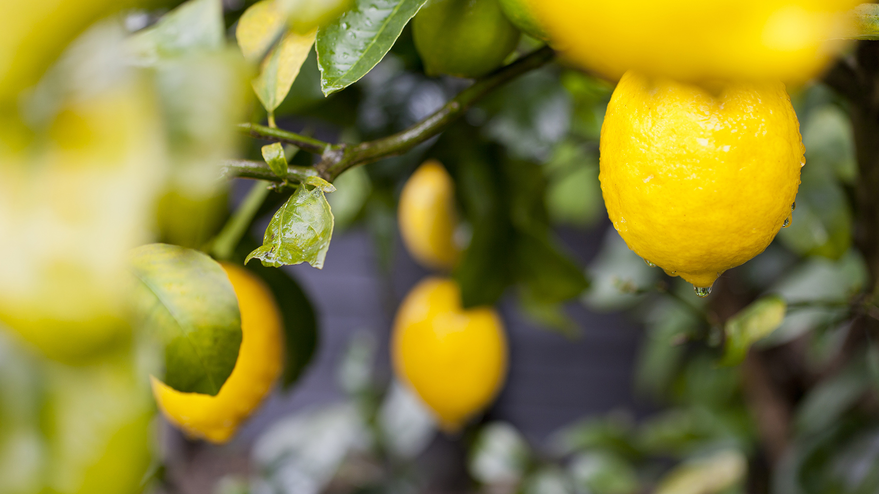 temperament Happening Sved Udforsk citron og oplev CRANBOURN®-dufte