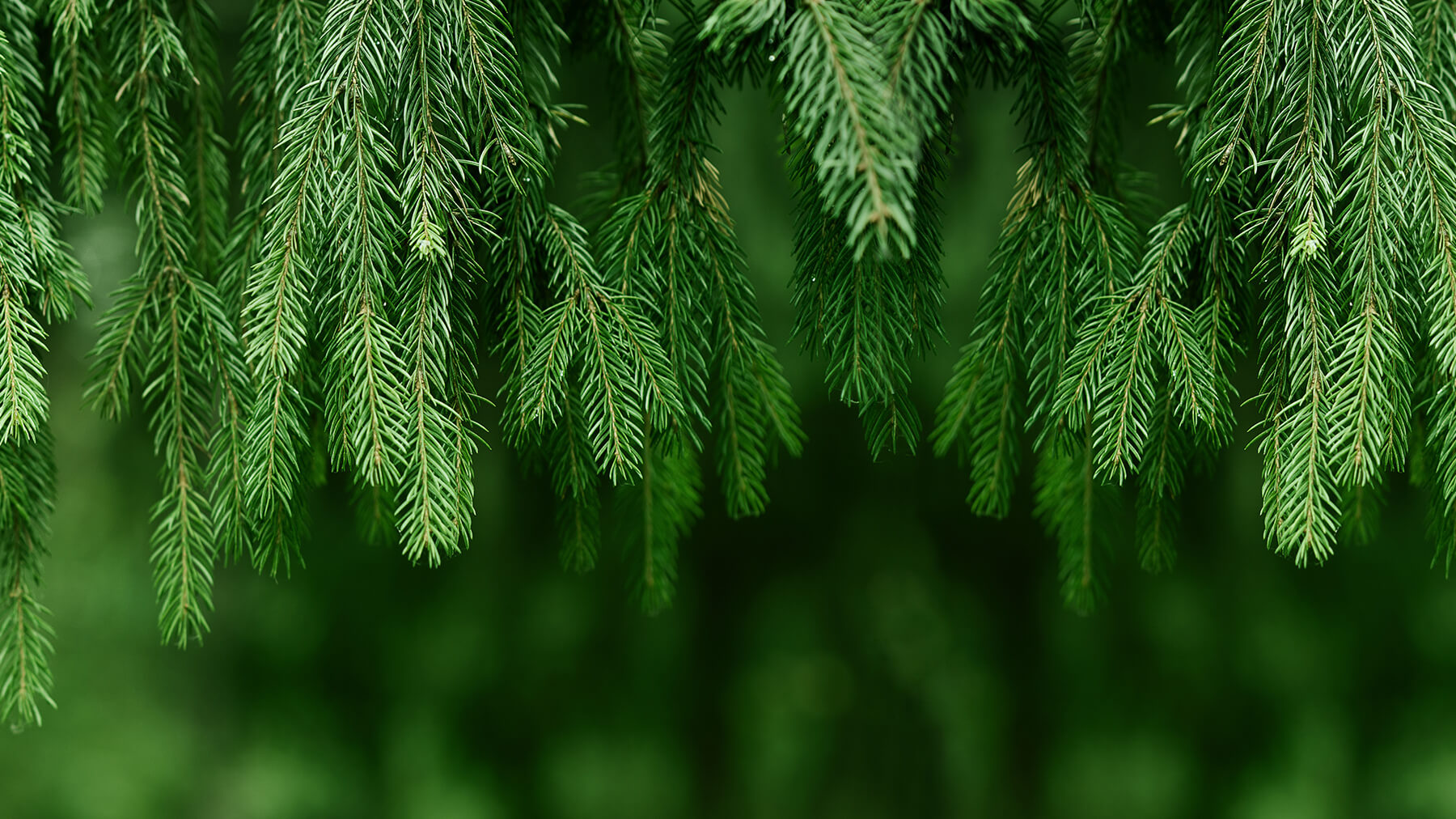 pine-header