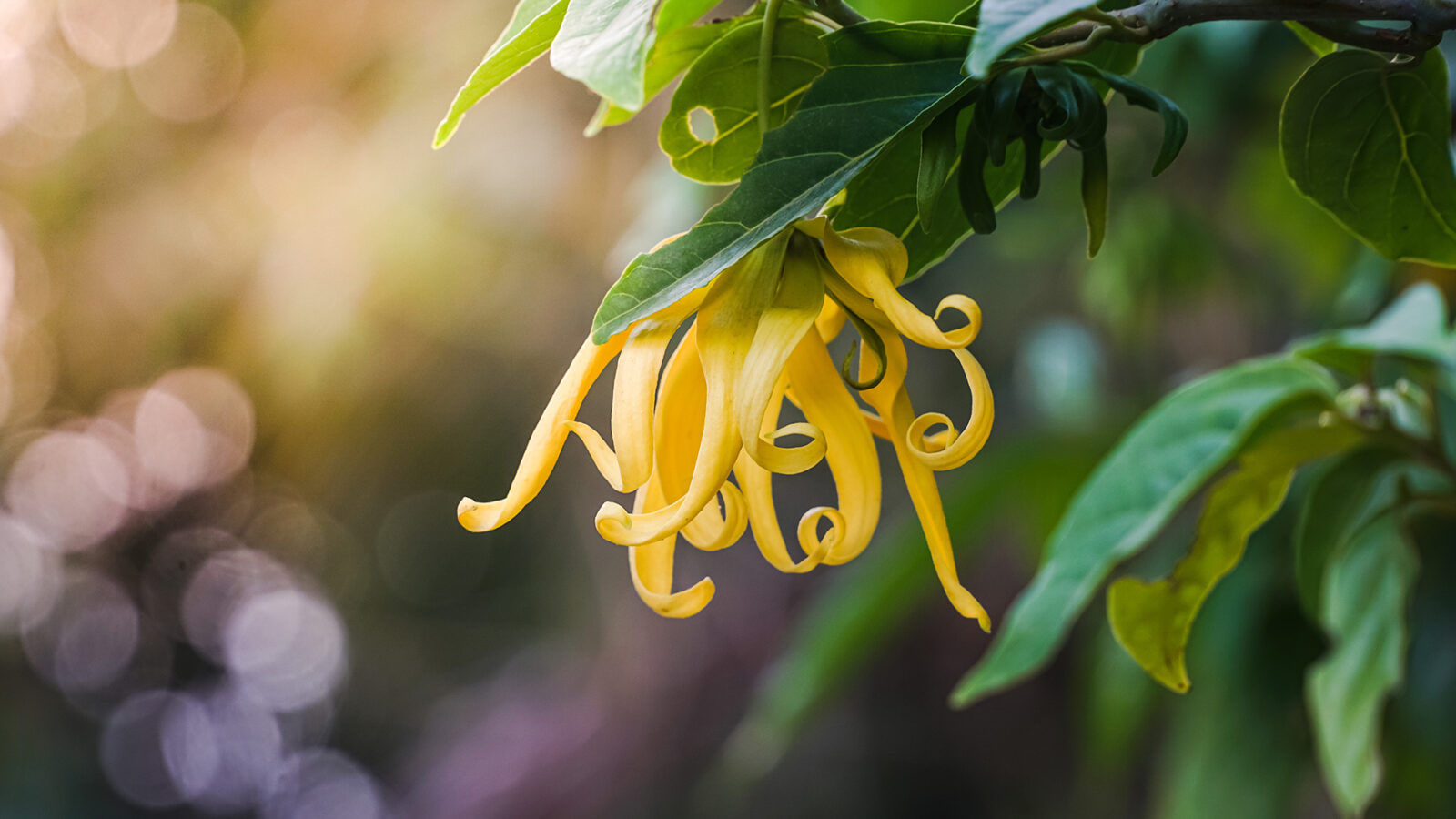 ylang-ylang-header-1600x900.jpg