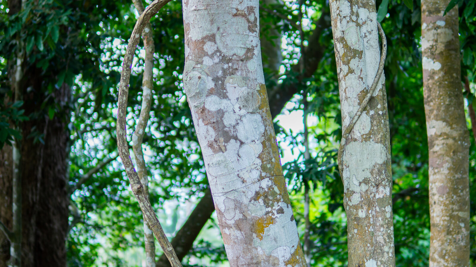 Hero_banner_img