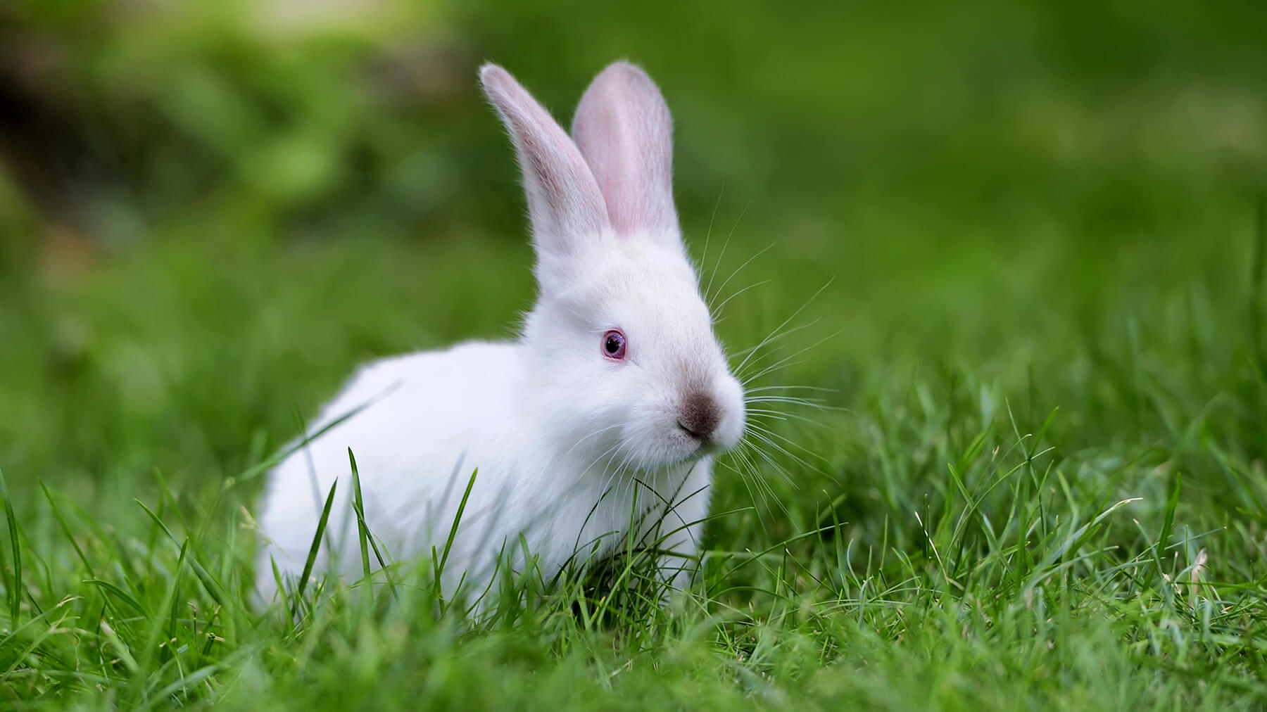 Springender Hase - Tierversuchsfrei | CRANBOURN® Düfte