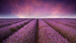 cranbourn-hero-lavendar-new-opt